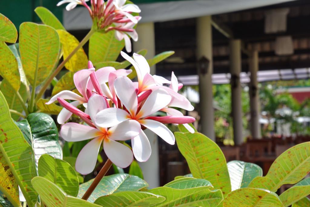 Golden Bay Cottage - Sha Extra Plus Koh Lanta Luaran gambar
